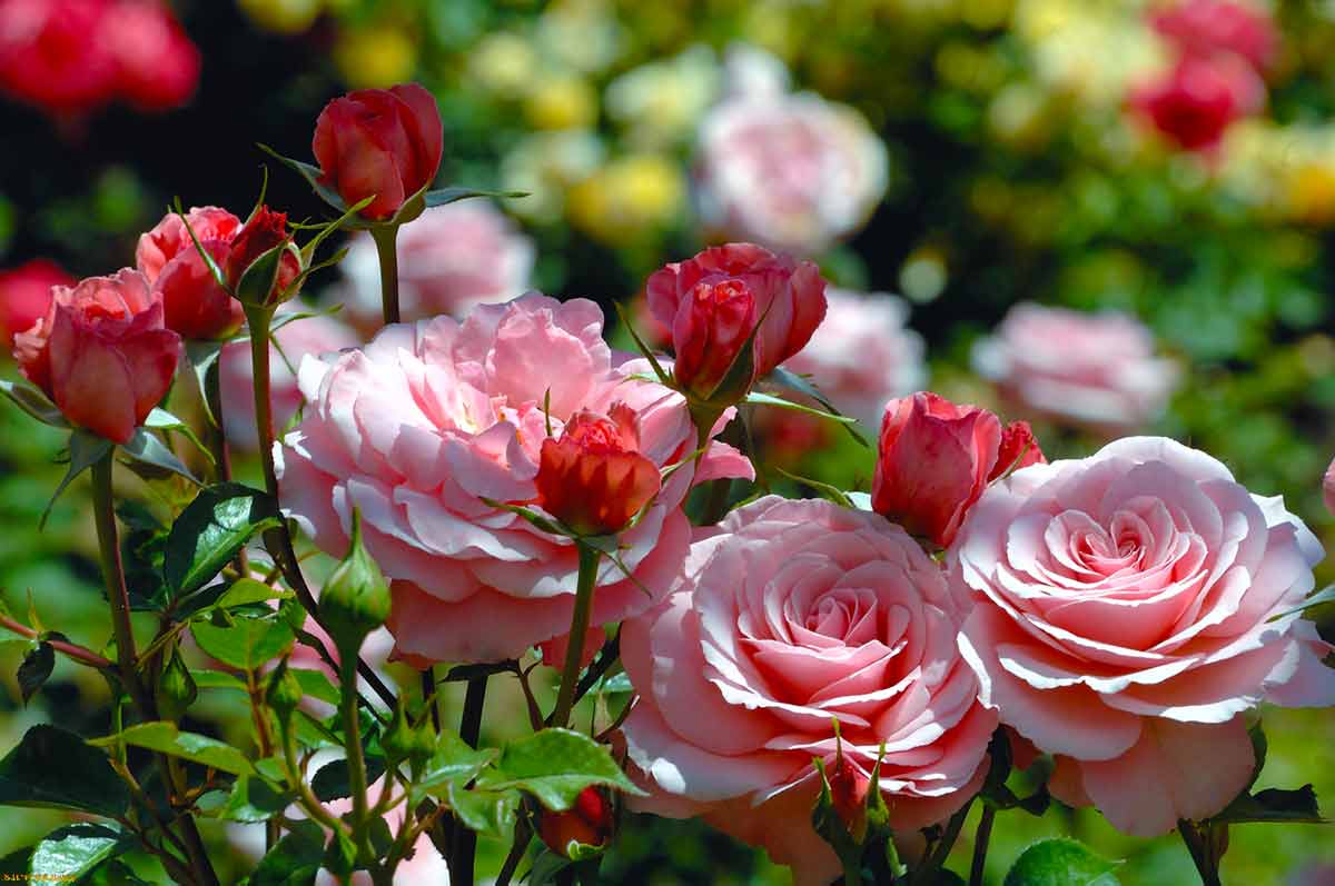 Розы для восхищения! Календарь работ — уход за розами весной