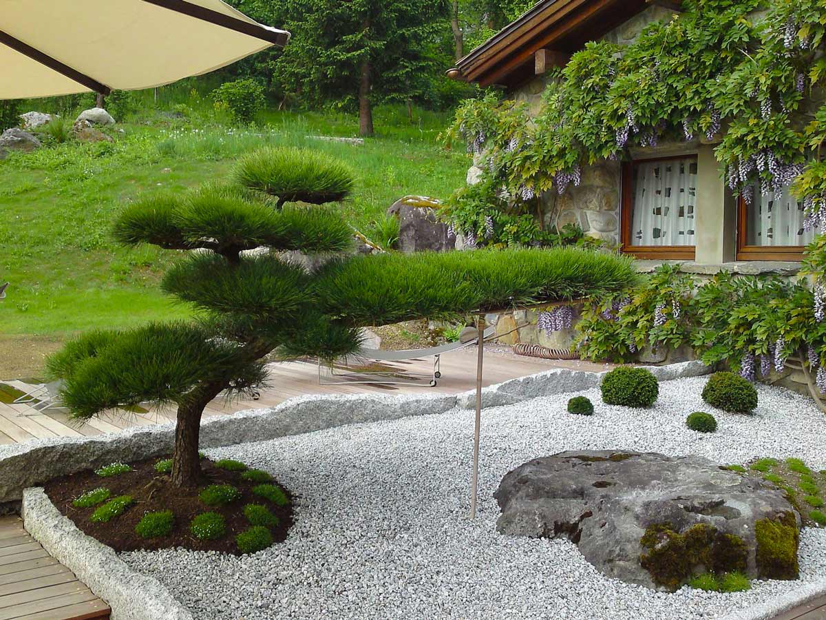 Растения бонсай для японского сада