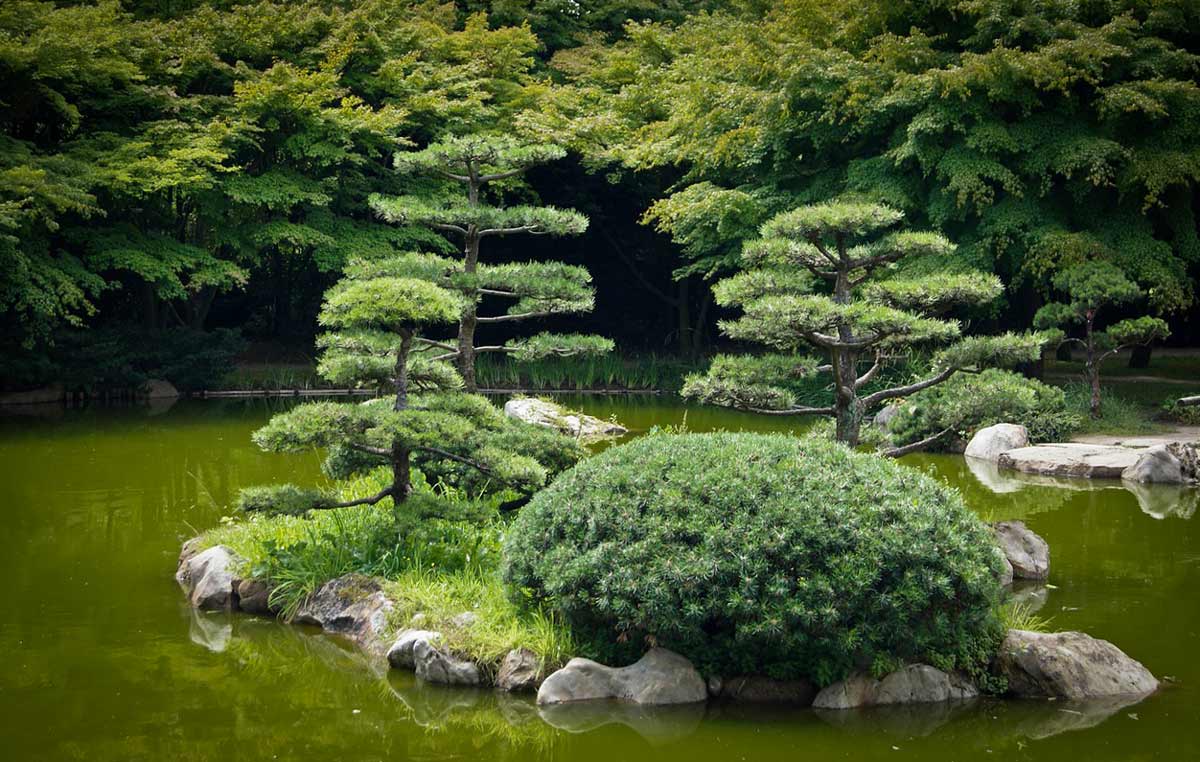 Хвойные растения для японского сада