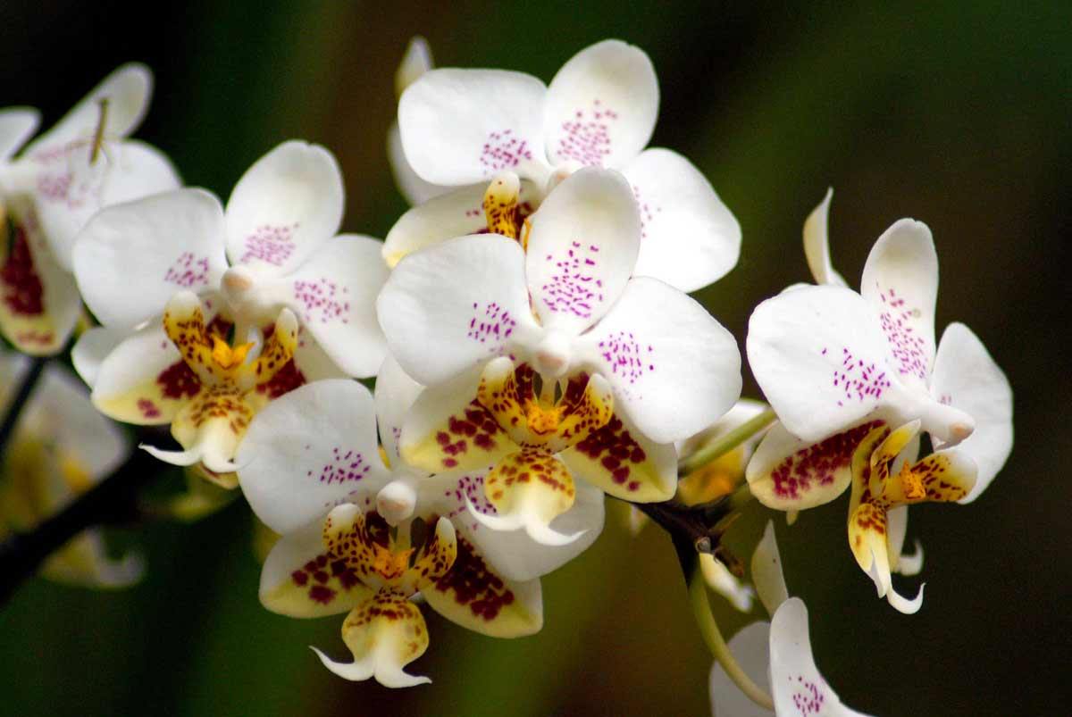 Выращивание сеянцев орхидеи
