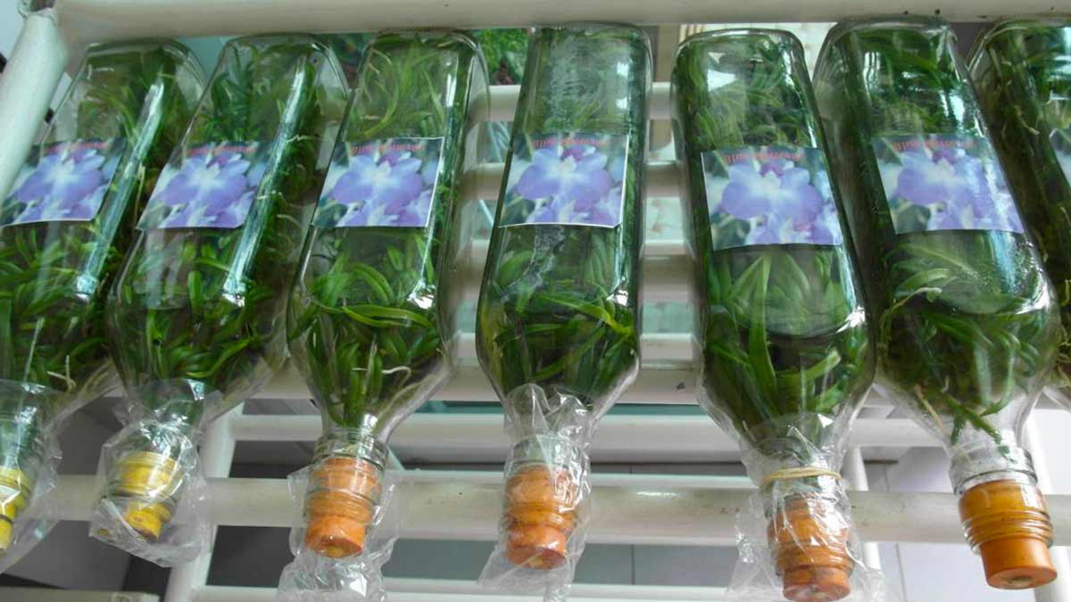 Выращивание сеянцев орхидеи из бутылки