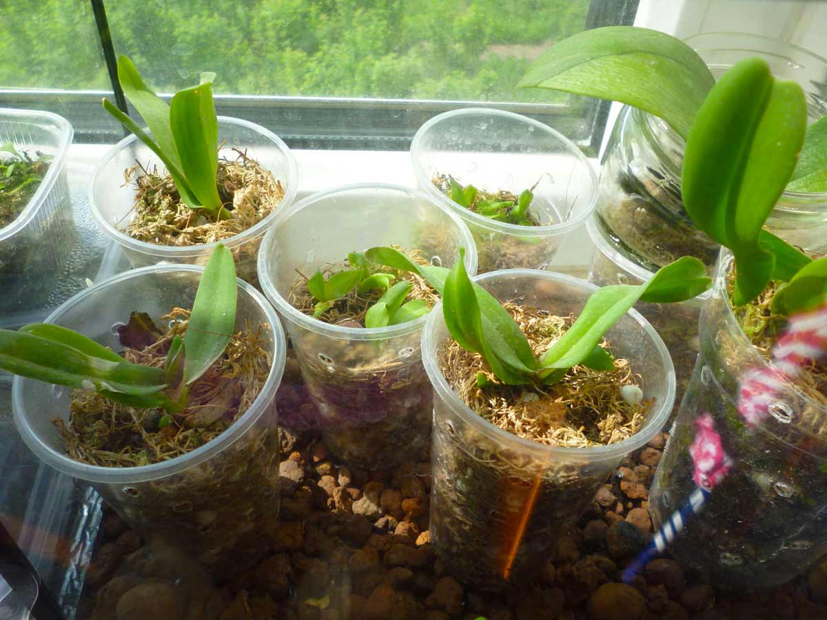 Выращивание сеянцев орхидеи на подоконнике