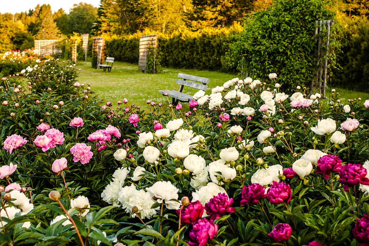 Ботанический сад в Таллине - пионы