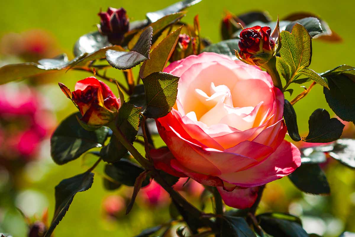 Ботанический сад в Таллине - розы