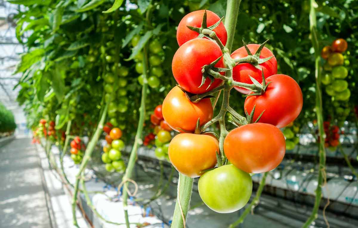 Лучшие сорта томатов для посадки в теплице