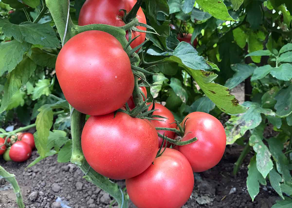 Лучшие сорта томатов для посадки в теплице