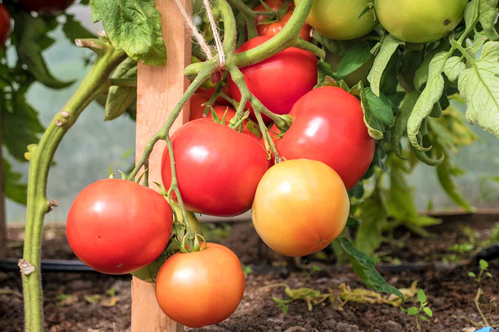 Лучшие сорта томатов для средней полосы