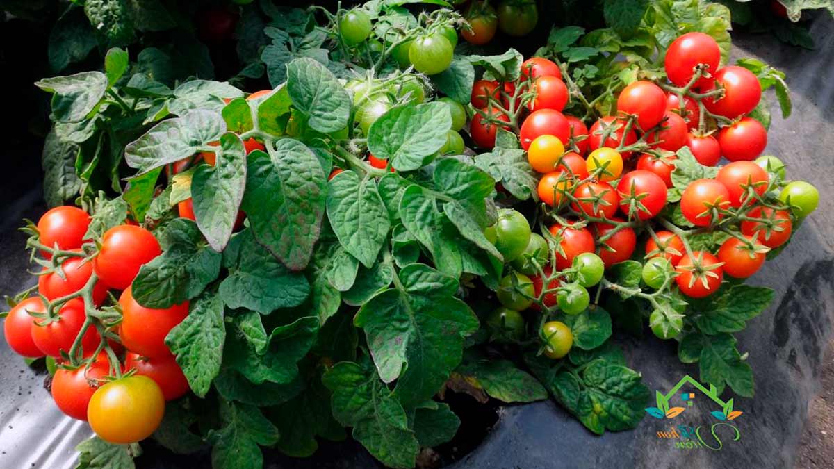 Низкорослые сорта томатов