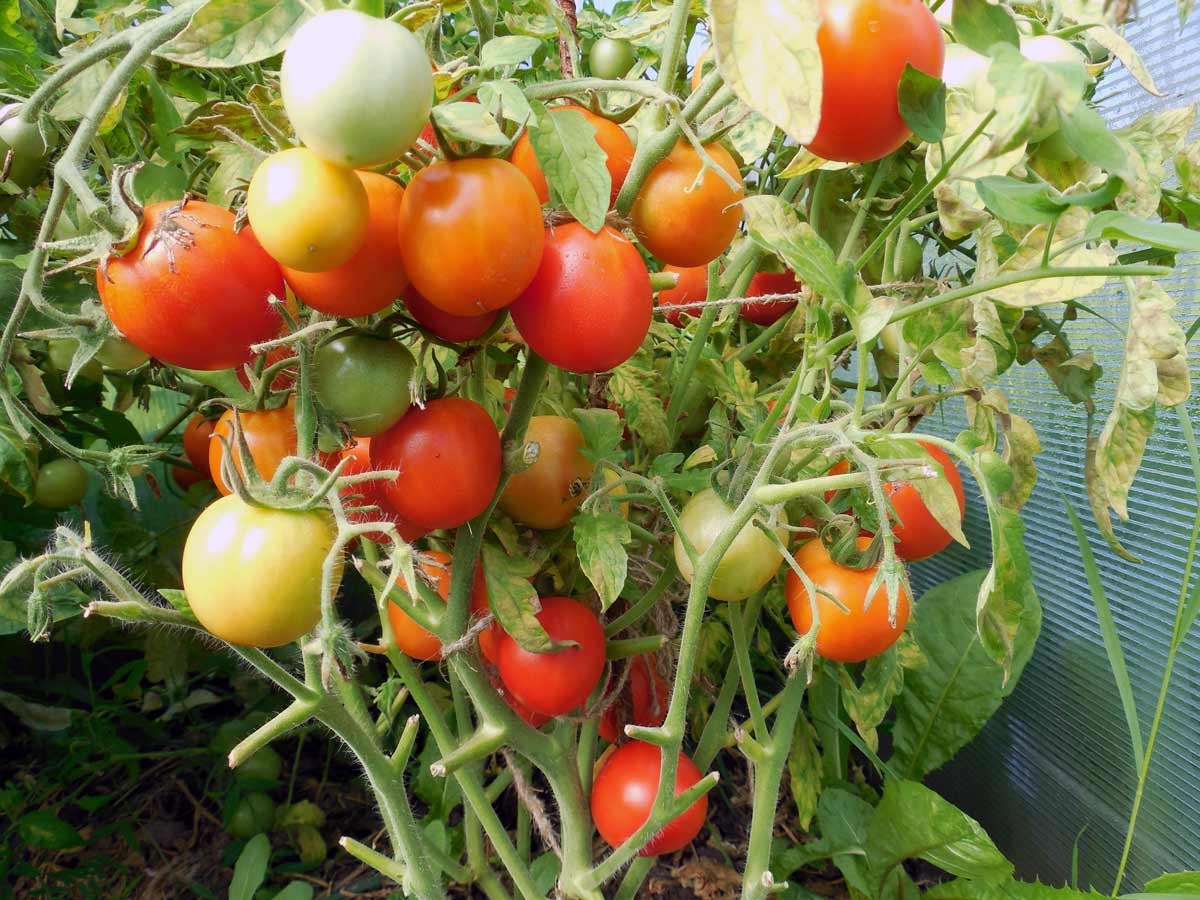 Низкорослые сорта томатов