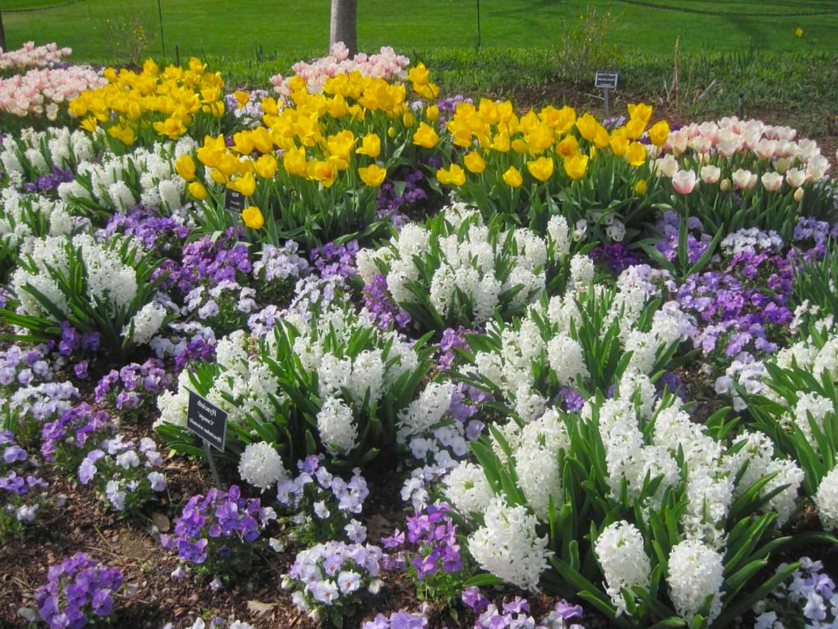 Гиацинт - луковичный цветок для сада