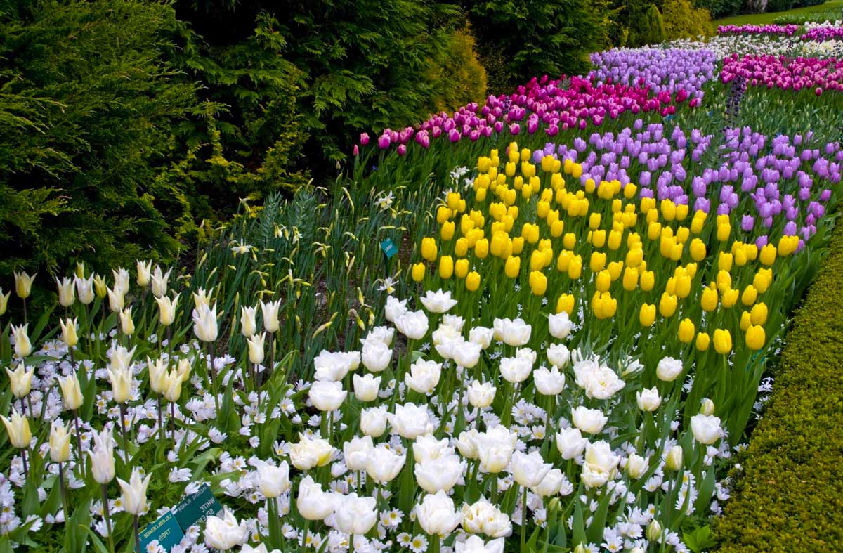 Тюльпаны - красивые луковичные цветы для сада
