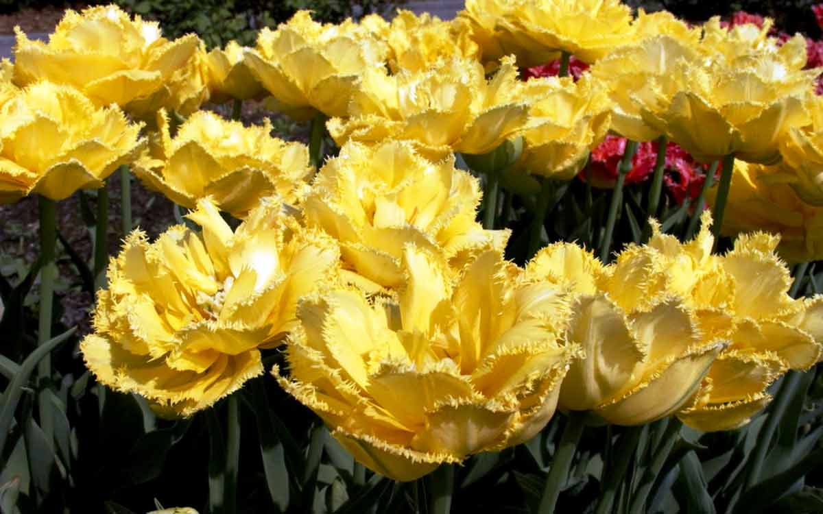 Что делать с тюльпанами после цветения