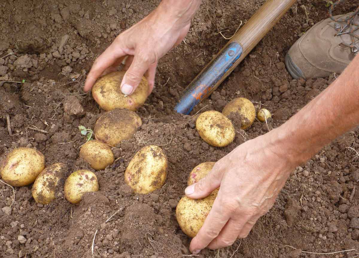 Как увеличить урожай картофеля
