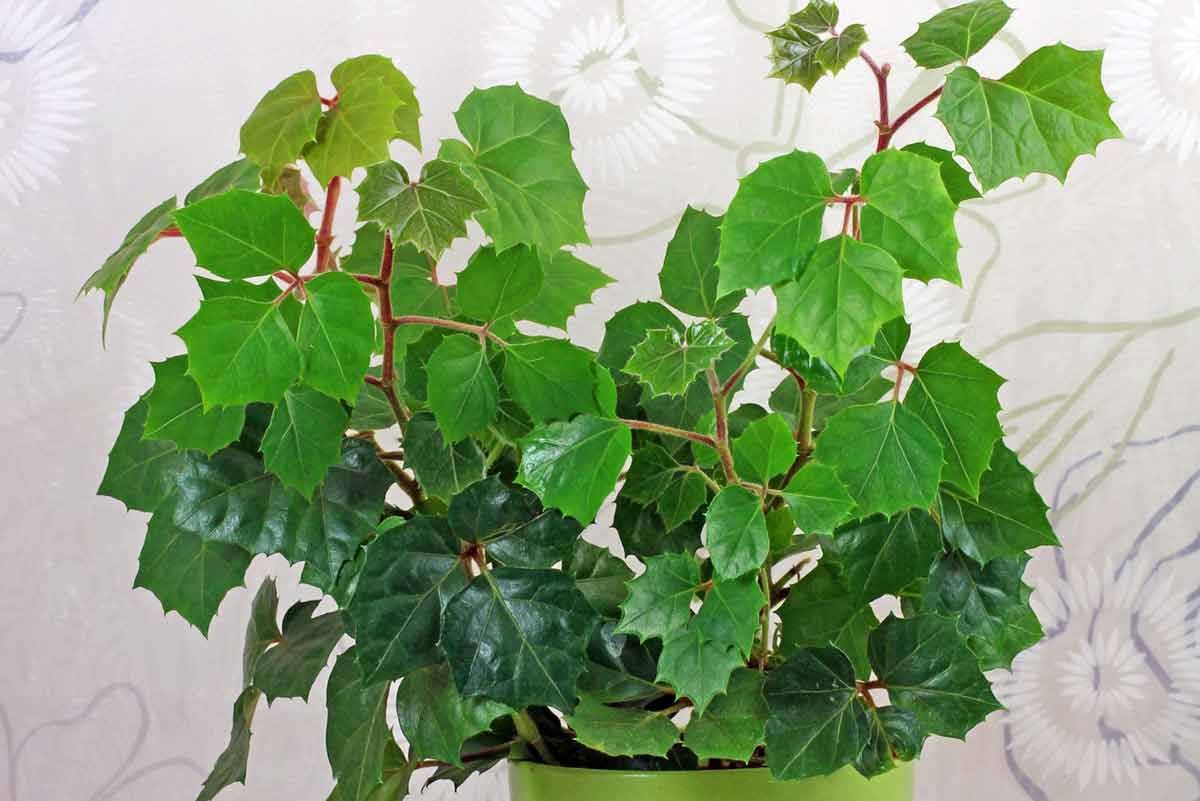 Популярные вьющиеся комнатные растения - циссус