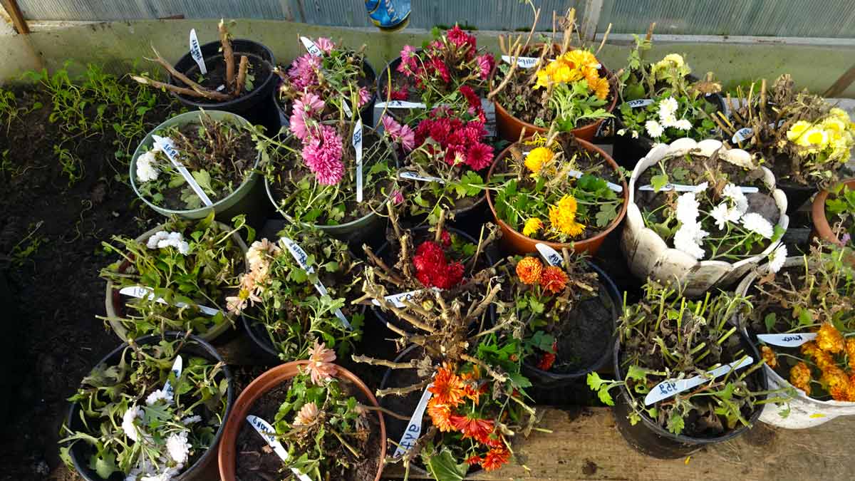Как сохранить хризантемы до весны