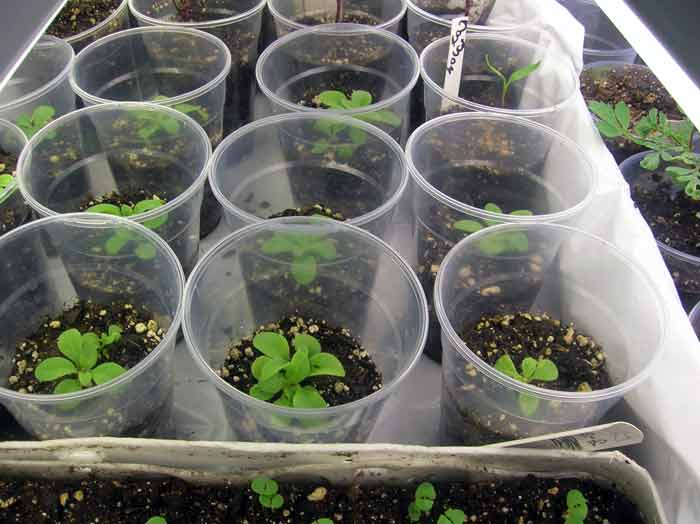 Выращивание петунии из семян