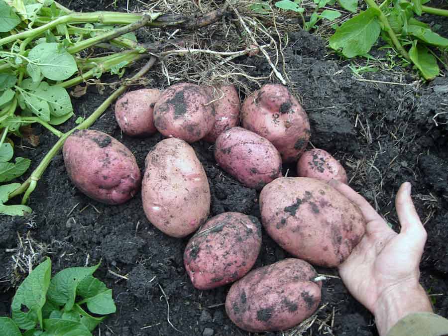 Картофель: посадка и уход за картофелем, полив, сбор урожая. Фото картофеля.
