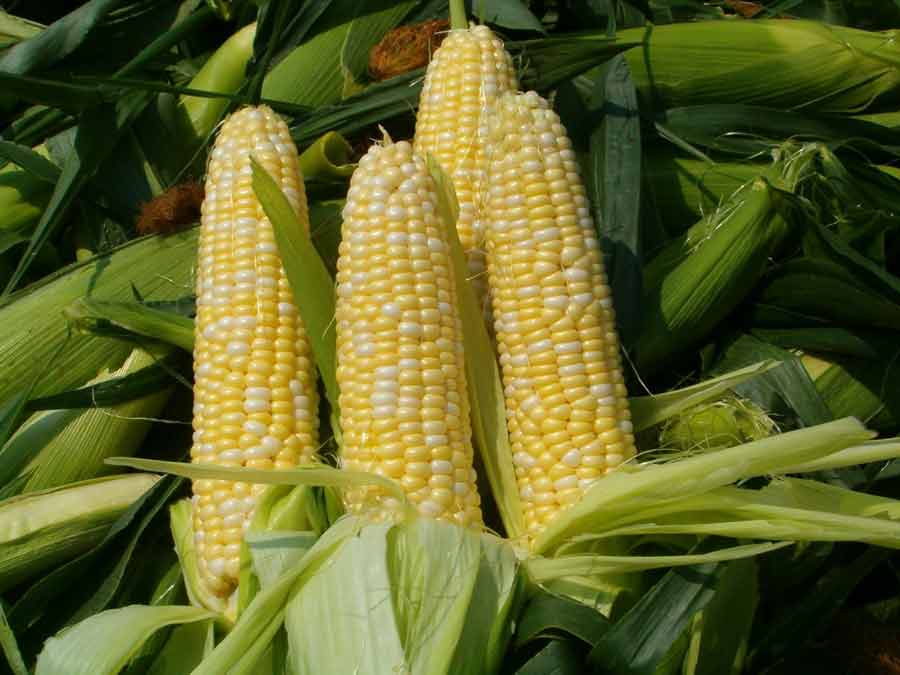 Кукуруза: посадка и уход, сбор урожая, фото кукурузы.
