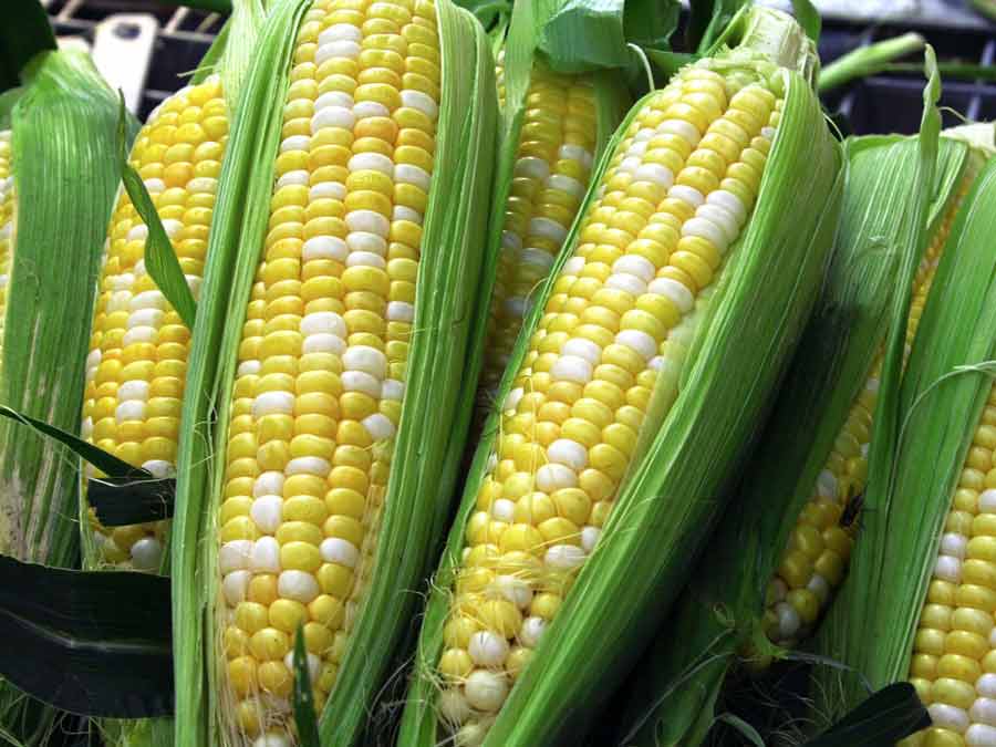 Кукуруза: посадка и уход, сбор урожая, фото кукурузы.
