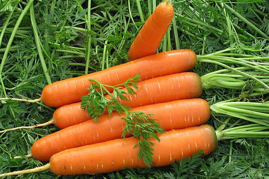 Морковь: выращивание и уход, посадка, удобрение, прореживание. Фото моркови.