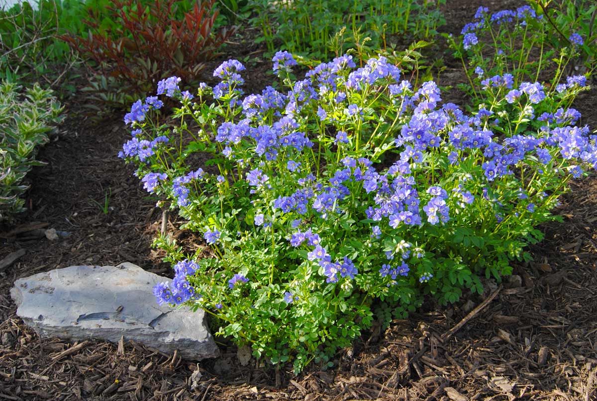 Цветы синюха голубая садовая