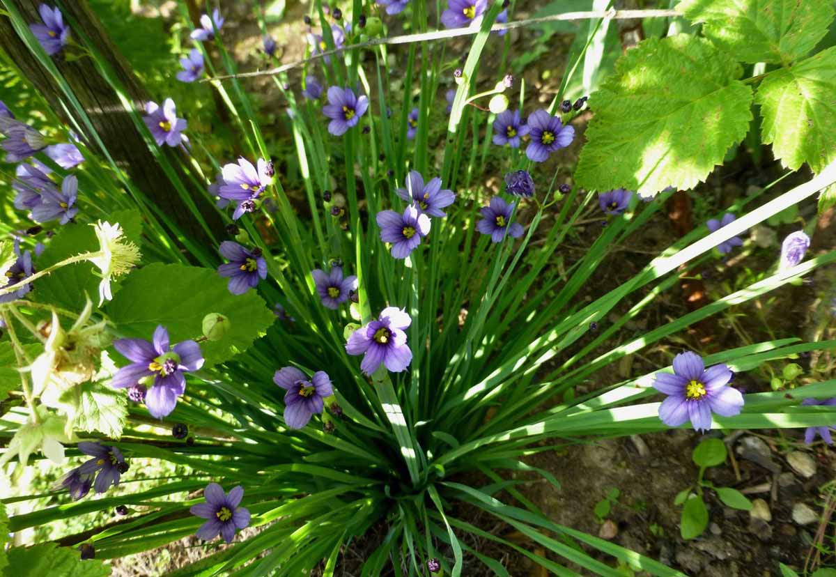 Сисюринхий Голубоглазка: цветок с необычным очарованием, выращивание и уход